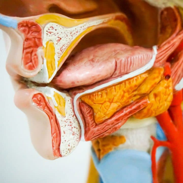 Master of Science in Oral Biology-cover-image